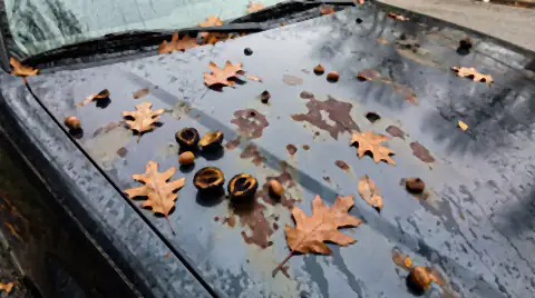 Fallen acorns and split black walnut husks lying on a car bonnet in autumn, with dark brown tannin stains soaked into the paint where the husks have sat.