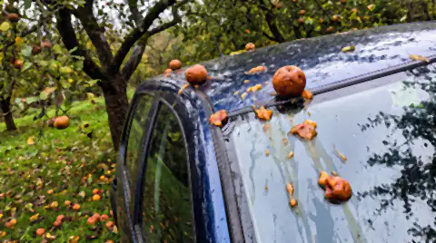 Windfall apples resting on a car roof under orchard trees, with bruised fruit pulp and sticky juice marks left on the paint.