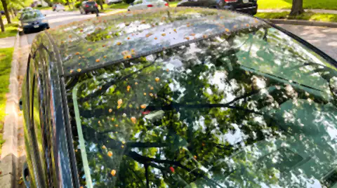 Sticky amber tree sap hardened into raised beads across a car roof and windscreen, parked beneath a street tree.